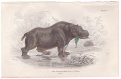 Plate 7 
The Hippopotamus
Native of Africa